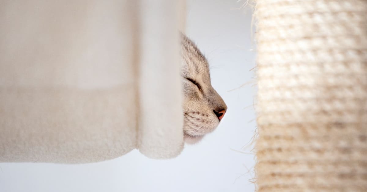 First Cat Starter Pack (2026): The 8 Things to Have Before Pickup Day