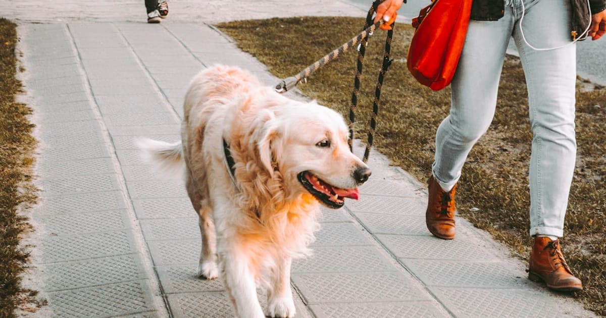 First Dog Starter Pack (2026): The 10 Things to Have Before Pickup Day